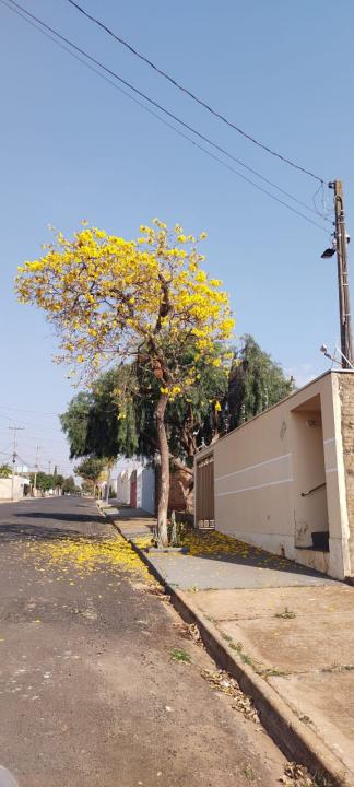 Foto 17 de 31 — Florada dos ipês dá novo colorido a Araraquara e internautas enviam fotos; veja